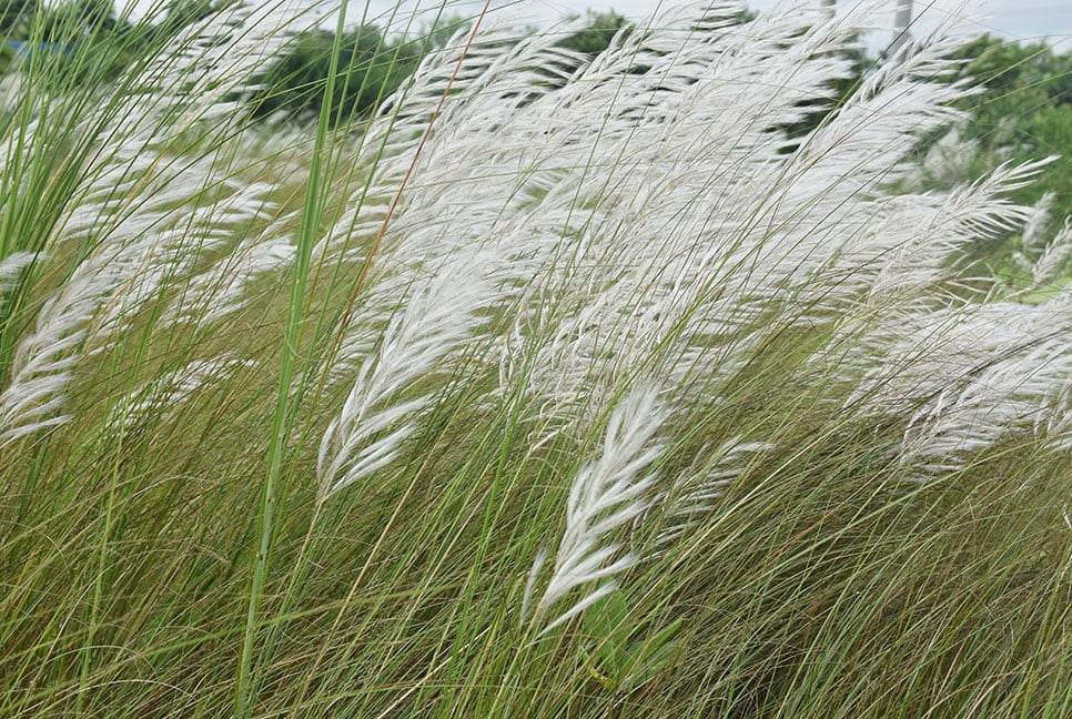 গোয়ালন্দে শরতের শুভ্রতা ছড়িয়েছে কাশফুল