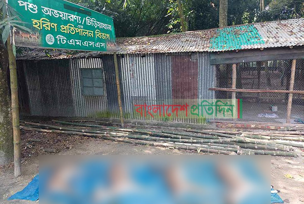 ঢাকা থেকে বগুড়ায় নিয়ে আসার পথে ৪ হরিণের মৃত্যু