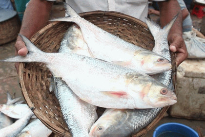 দুর্গাপূজায় ৫ হাজার টন ইলিশ চায় ভারত