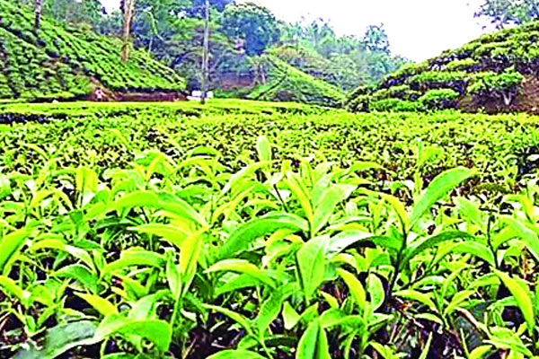 সিন্ডিকেটের কবলে উত্তরের চা শিল্প