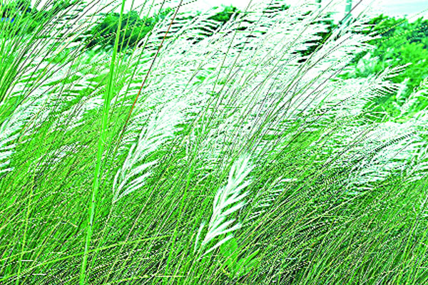 শরতের শুভ্রতা ছড়ানো কাশফুল