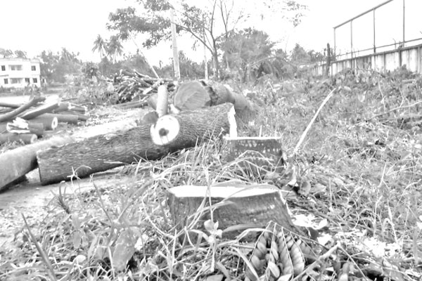 জিকে খালের গাছ কাটা চক্রকে থামাবে কে