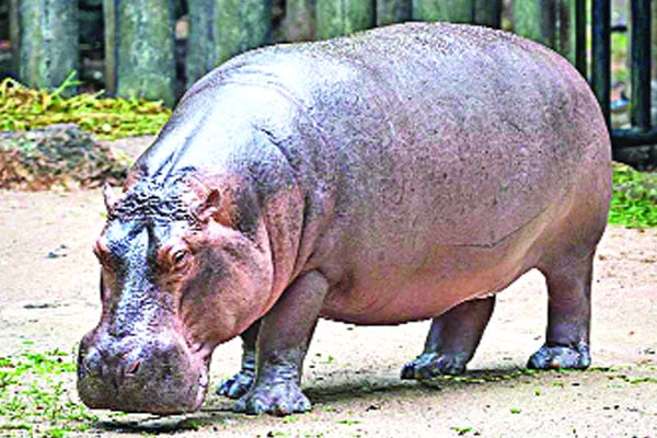 জোড়া জলহস্তী আসছে চট্টগ্রাম চিড়িয়াখানায়