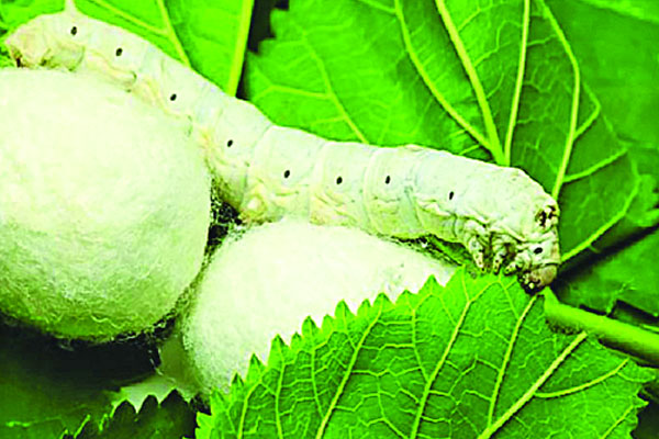 রেশমের সুদিন ফিরবে কবে