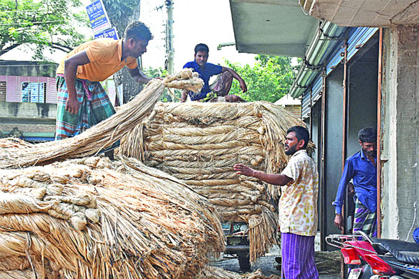 পাট এখন কৃষকের গলার ফাঁস
