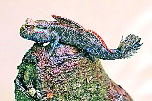 নীল রঙের চিড়িং মাছ