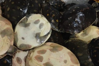 বিরল প্রজাতির ৪৫ কাছিম উদ্ধার