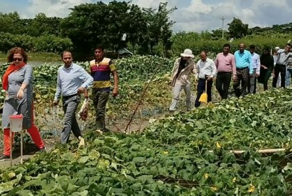 বাগেরহাটে বিষমুক্ত সবজি খামার 
পরিদর্শনে বিদেশি প্রতিনিধি দল 