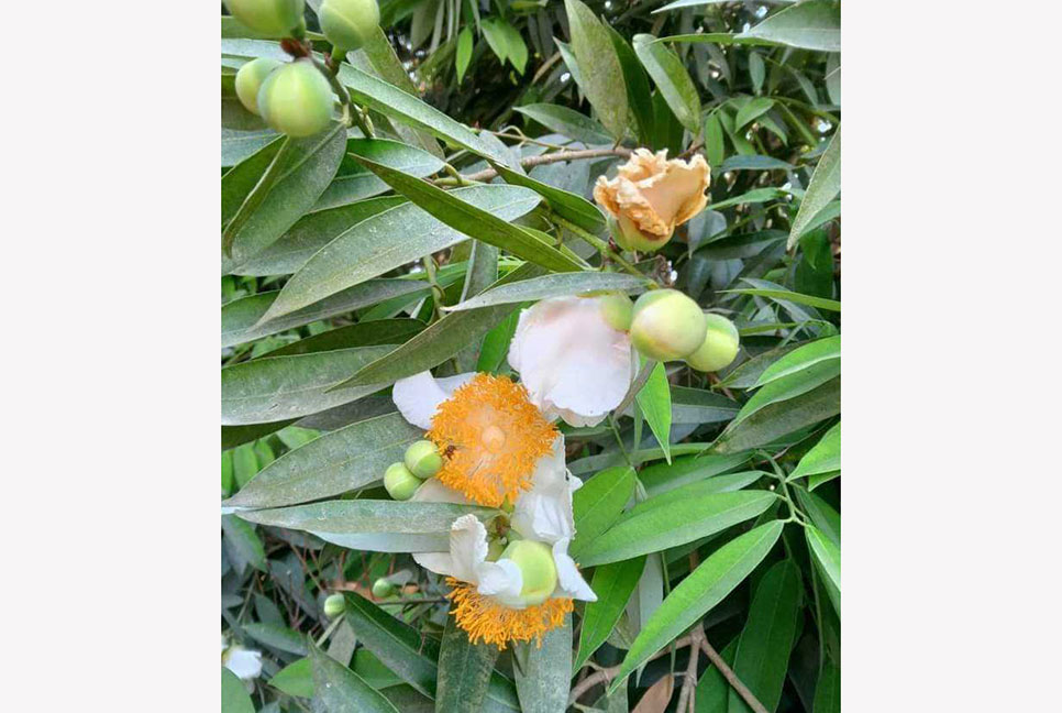 সারা বছরই নতুন পাতা গজায় ‘নাগেশ্বর’ গাছে