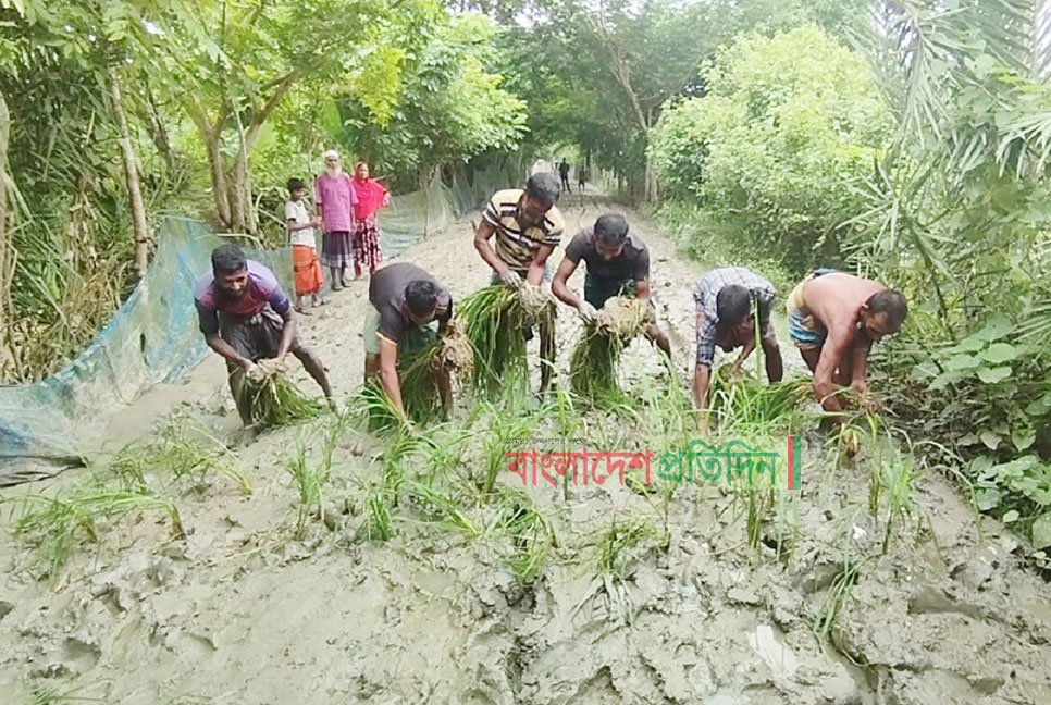 সড়কে ধানের চারা লাগিয়ে এলাকাবাসীর প্রতিবাদ