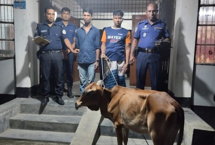 দুমকিতে চোরাই গরু উদ্ধার, গ্রেফতার ২