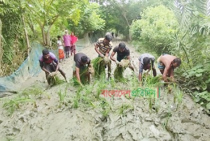সড়কে ধানের চারা লাগিয়ে এলাকাবাসীর প্রতিবাদ