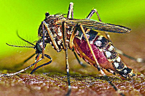 ডেঙ্গু নিয়ন্ত্রণে নামেই ক্র্যাশ প্রোগ্রাম