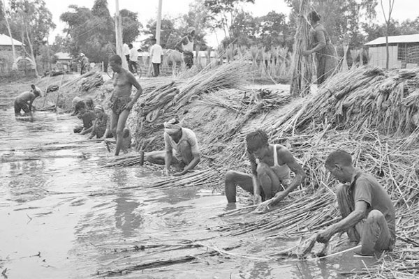 পুঁজি হারানোর শঙ্কায় পাট চাষিরা