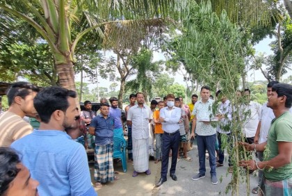 তারাকান্দায় গাঁজা গাছসহ মাদকসেবী আটক 
