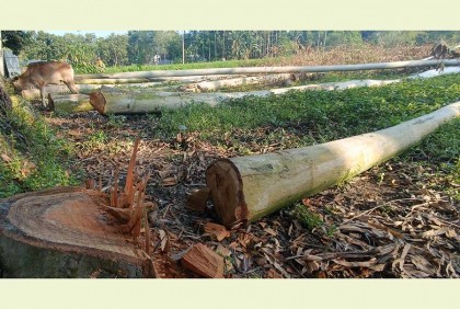 ভিটাবাড়ির গাছ কেটে চুরির চেষ্টা  