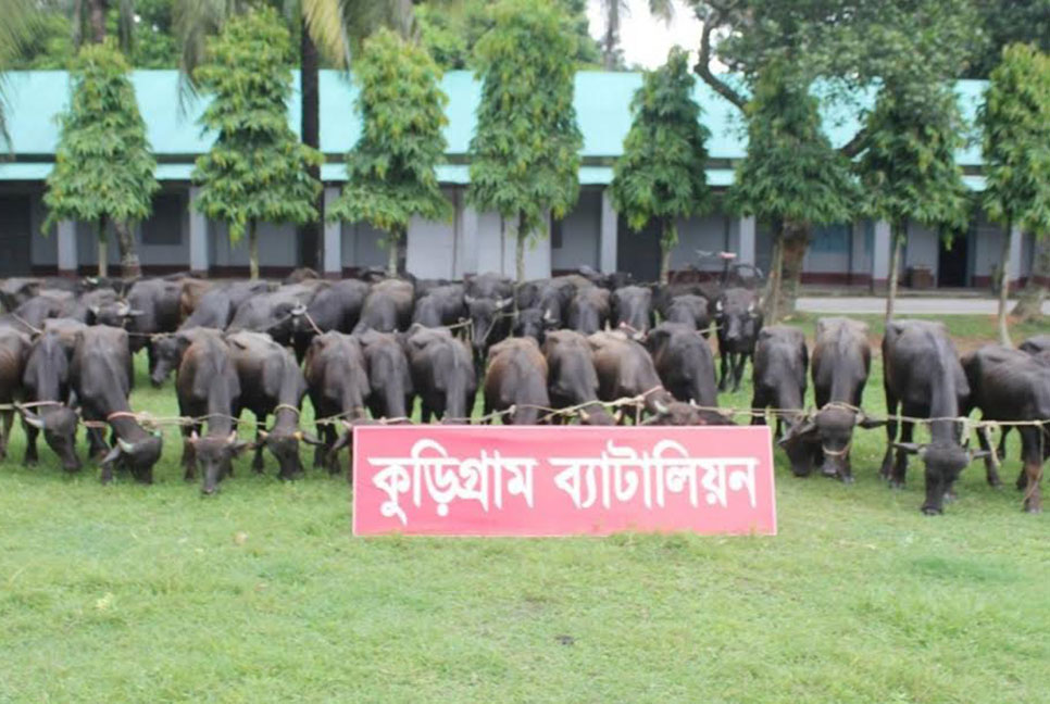 কুড়িগ্রামে ৪৫ মহিষ জব্দ করেছে বিজিবি, কৃষকদের দাবি পালিত