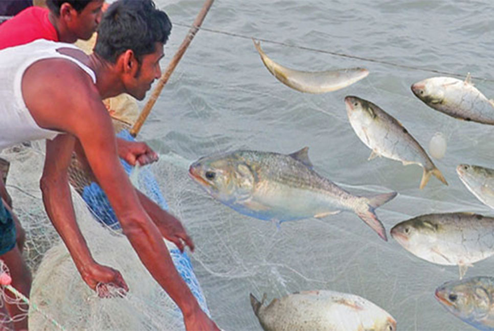অক্টোবরে ইলিশ ধরা বন্ধ থাকবে ২২ দিন