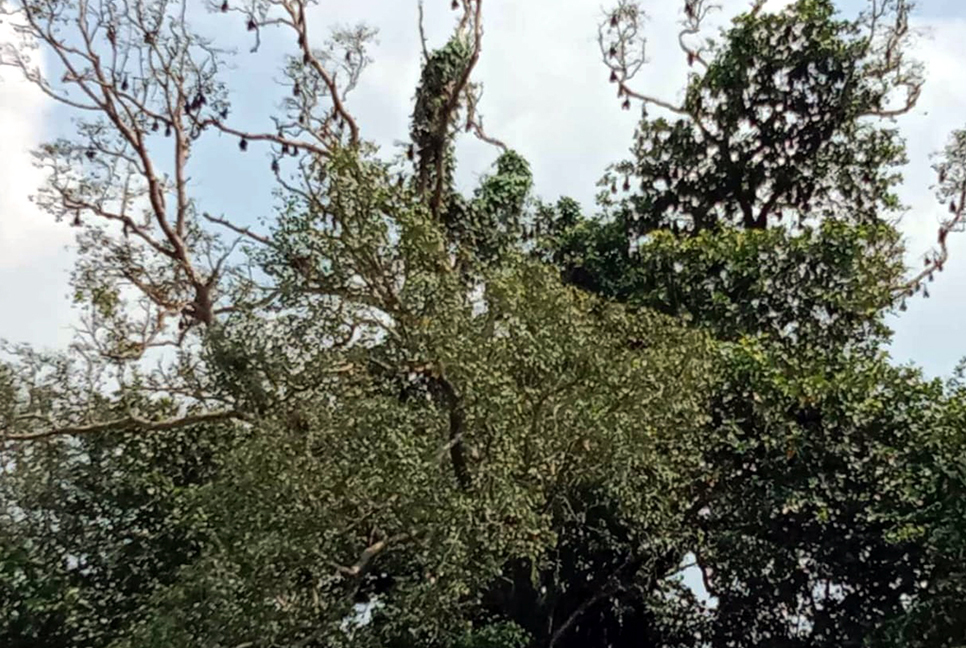 বট-পাকুড়ের গাছে গাছে বাদুড়ের নিরাপদ আবাস