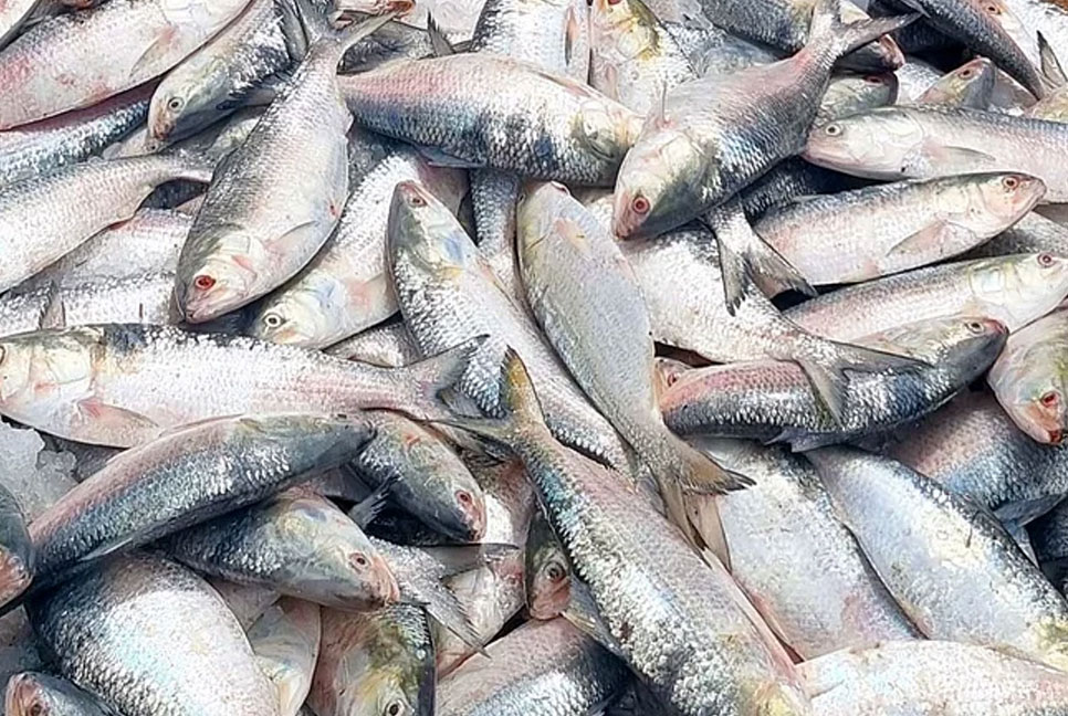বেনাপোল দিয়ে ভারতে রপ্তানির অপেক্ষায় ৩৪ টন পদ্মার ইলিশ