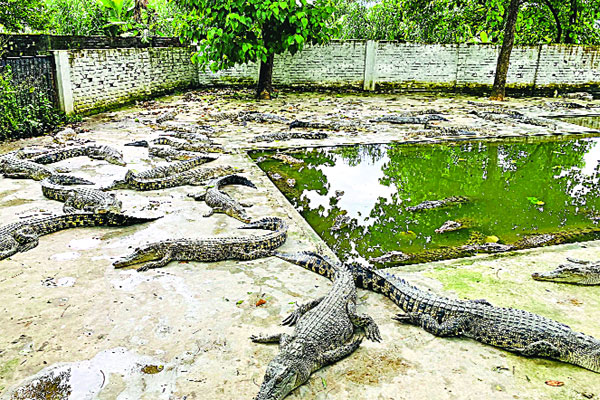 নিলামে বিক্রি পি কের সেই কুমির খামার