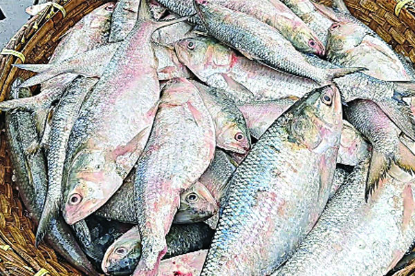 ভোলায় জেলেদের জালে ইলিশ