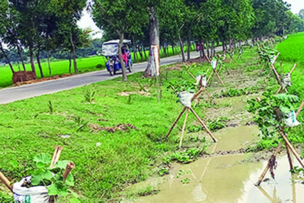 রাস্তার পাশে পরিত্যক্ত জমিতে মাচায় সবজি চাষ