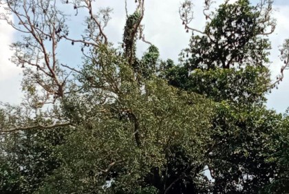 বট-পাকুড়ের গাছে গাছে বাদুড়ের নিরাপদ আবাস