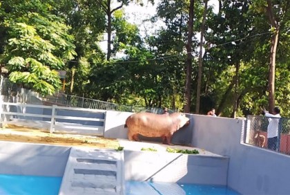 চট্টগ্রাম চিড়িয়াখানায় এলো জলহস্তী