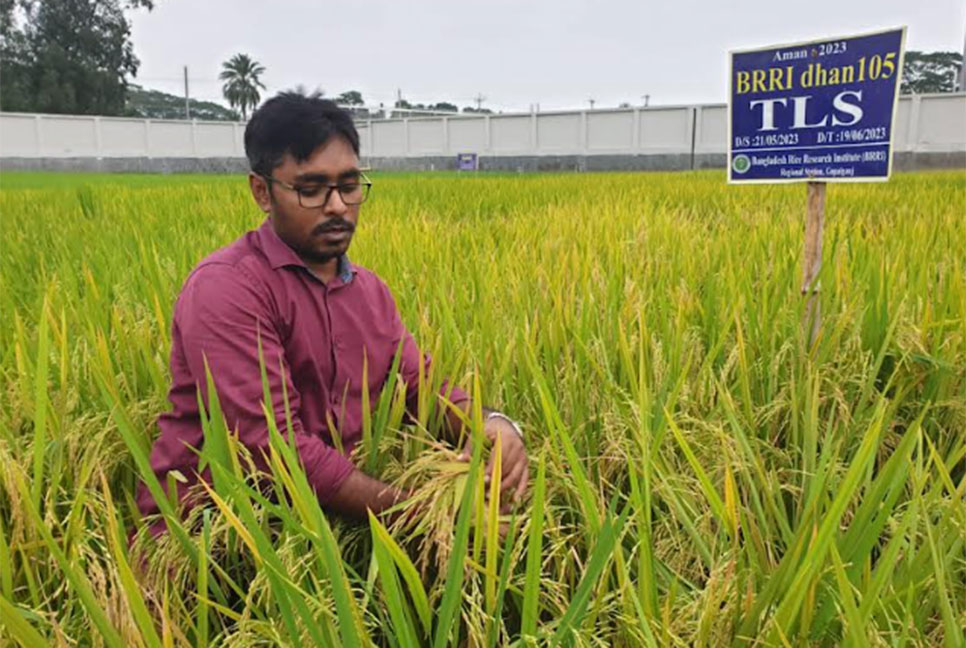 ডায়াবেটিস রোগীদের জন্য নিরাপদ ব্রি ধান ১০৫  