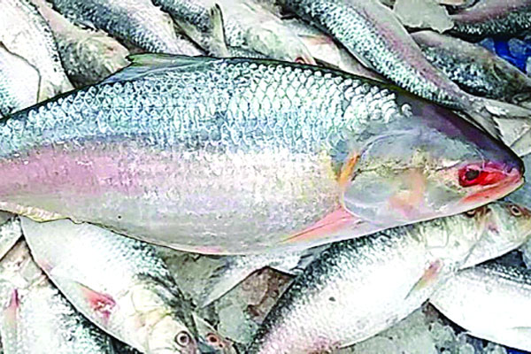 বড় ইলিশ বেড়েছে যে কারণে