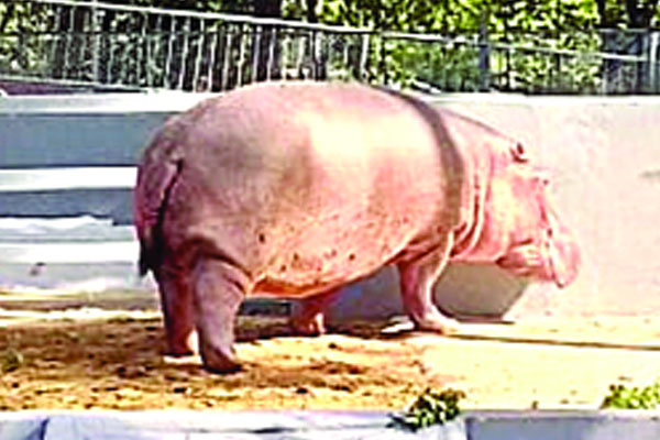 চট্টগ্রাম চিড়িয়াখানায় জলহস্তী