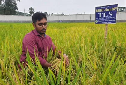 ডায়াবেটিস রোগীদের জন্য নিরাপদ ব্রি ধান ১০৫  