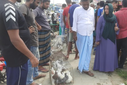 লাখ লাখ টাকার কবুতর বেচাকেনা হয় যে হাটে