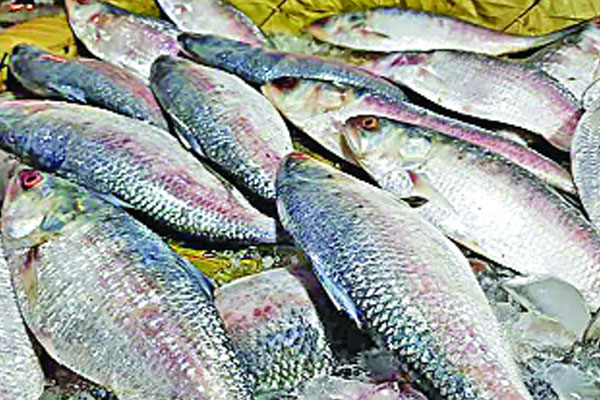 পশ্চিমবঙ্গে বাংলাদেশি ইলিশ বিক্রিতে মন্দা