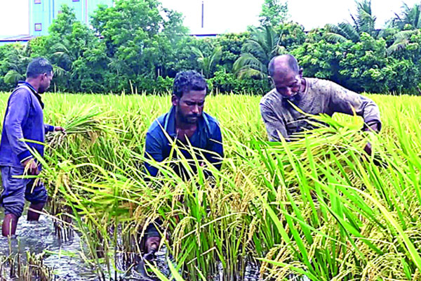 ঝরা ধানে বাম্পার ফলন