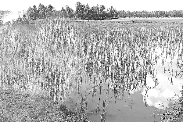 জলাবদ্ধতায় ব্যাহত চাষাবাদ
