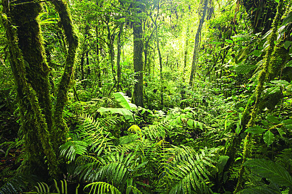 বিখ্যাত যত রেইন ফরেস্ট