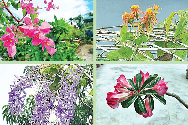 ছাদবাগানে ফুলের বাহার