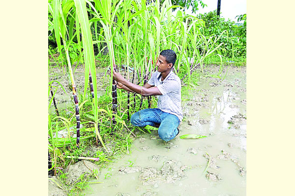 রং ছড়াচ্ছে বিদেশি আখ
