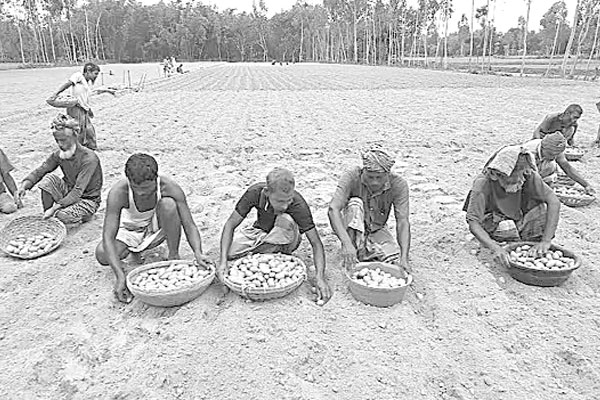 আগাম আলু চাষে কৃষক