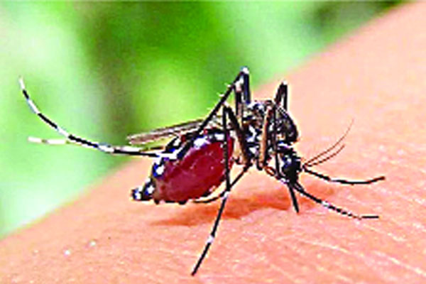 হাজার ছুঁইছুঁই ডেঙ্গুতে মৃত্যু