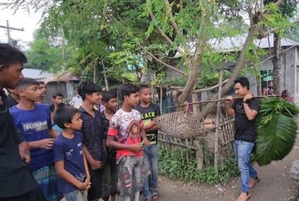 শিকারীর বাড়ি থেকে উদ্ধার হওয়া 
৫০টি পাখি অবমুক্ত