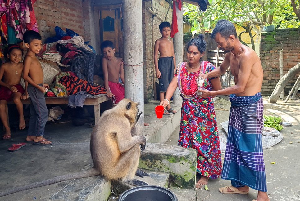 দলছুট হনুমান মানুষের সঙ্গে গড়েছে সখ্যতা