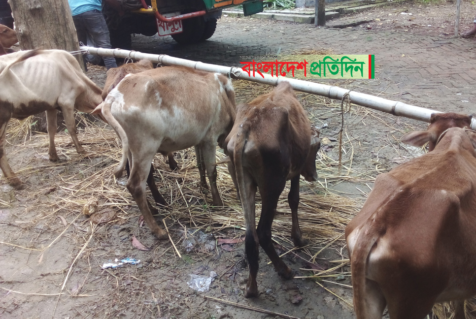 গরু রোগাক্রান্ত হওয়ায় বিতরণ স্থগিত করলেন এমপি

