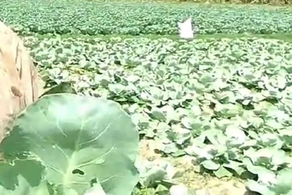 ভেজাল বীজে কৃষকের কান্না