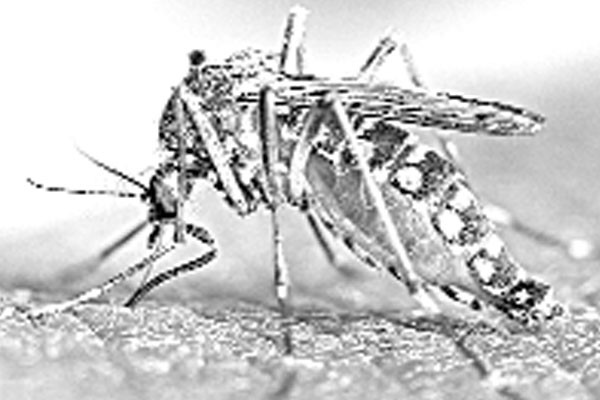 ডেঙ্গুর ভয়াবহতা বেড়েই চলছে