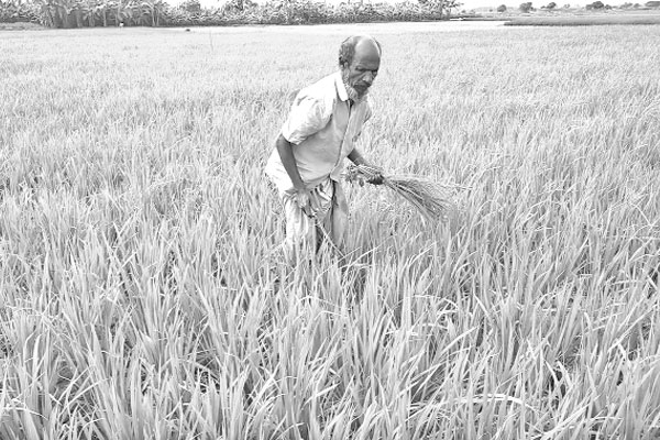 আমন খেতে গোড়া পচা রোগ