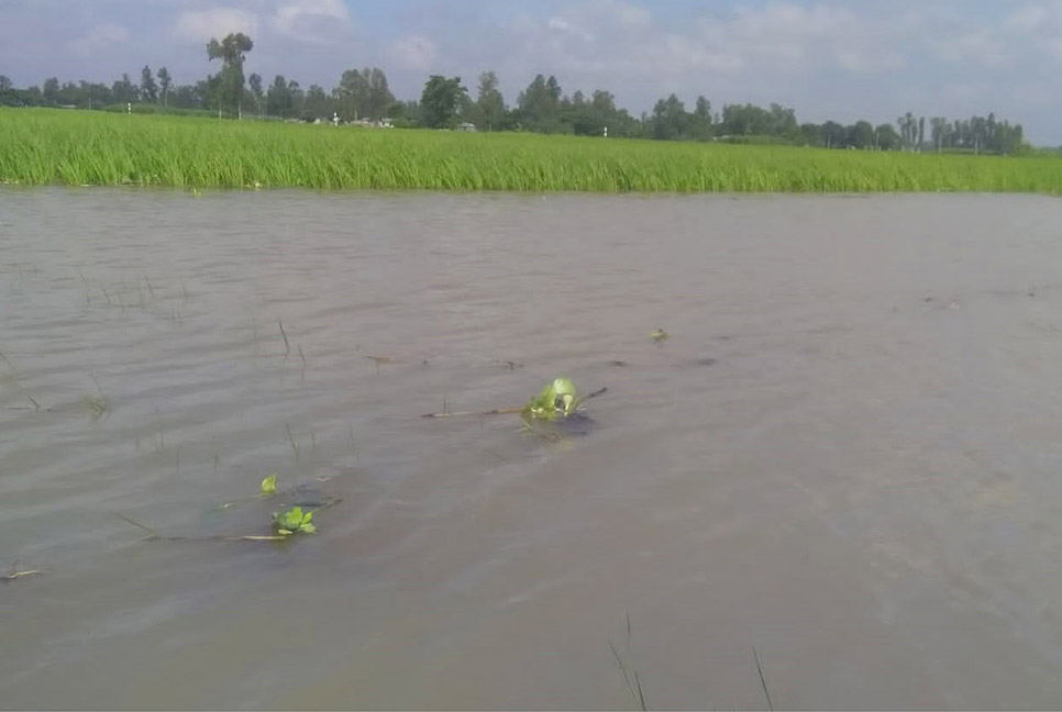 বাঙালি নদীর পানি বৃদ্ধি, তলিয়ে গেছে ২১২ হেক্টর ফসলি জমি