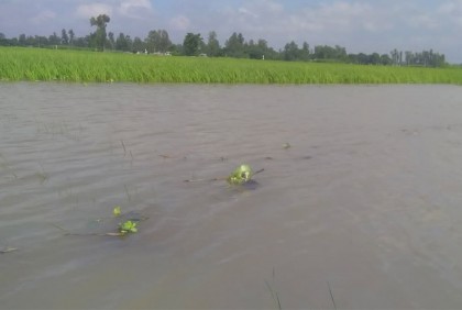 বাঙালি নদীর পানি বৃদ্ধি, তলিয়ে গেছে ২১২ হেক্টর ফসলি জমি